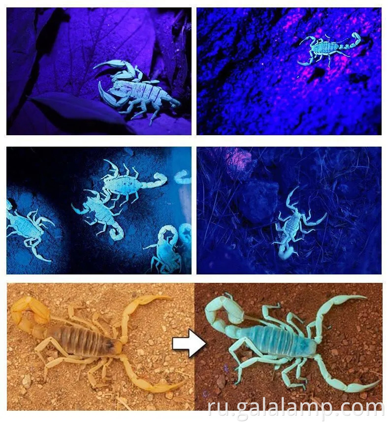 Повторная ультрафиолетовая фара с 395 нм светодиод для ночной рыбалки и охоты